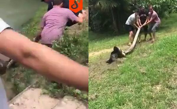 Serpiente pitón atrapa a un perro en Brasil
