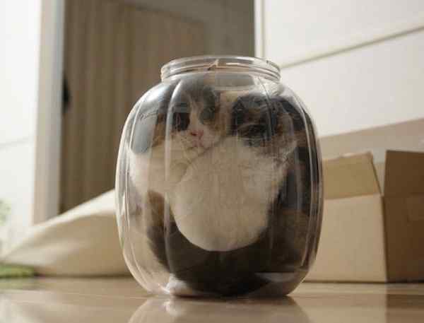 Gatos que se adaptan a cualquier recipiente como si fueran líquidos. 9