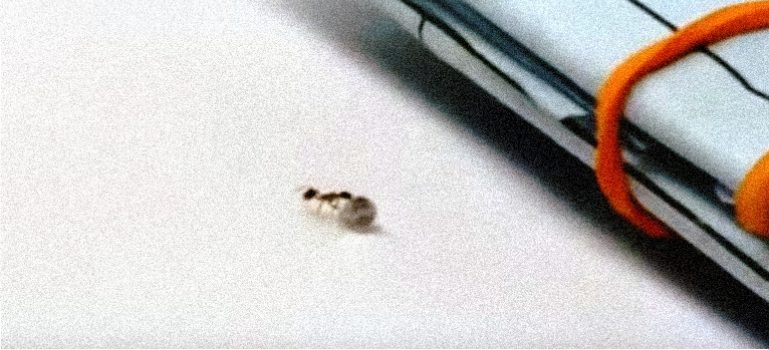 El vídeo de la hormiga que roba un diamante