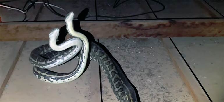 Encuentra dos serpientes en su casa.