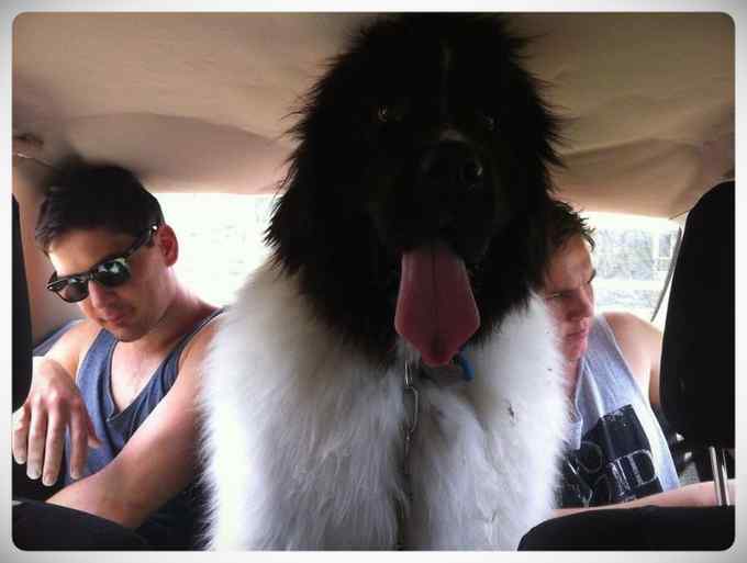 Increibles imágenes de perros de raza Terranova una de las mas grandes del mundo. 5