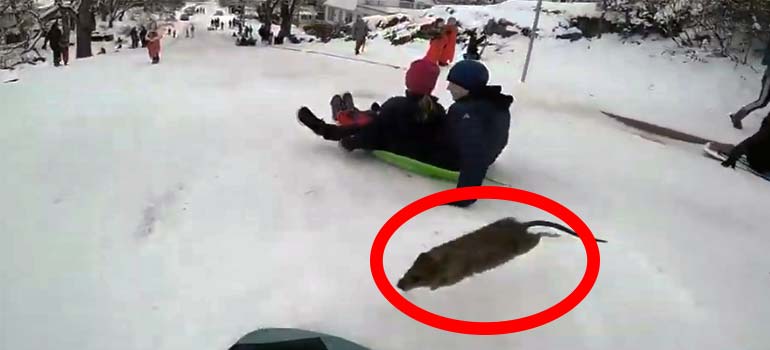 Se les cruza una rata en la nieve. 6