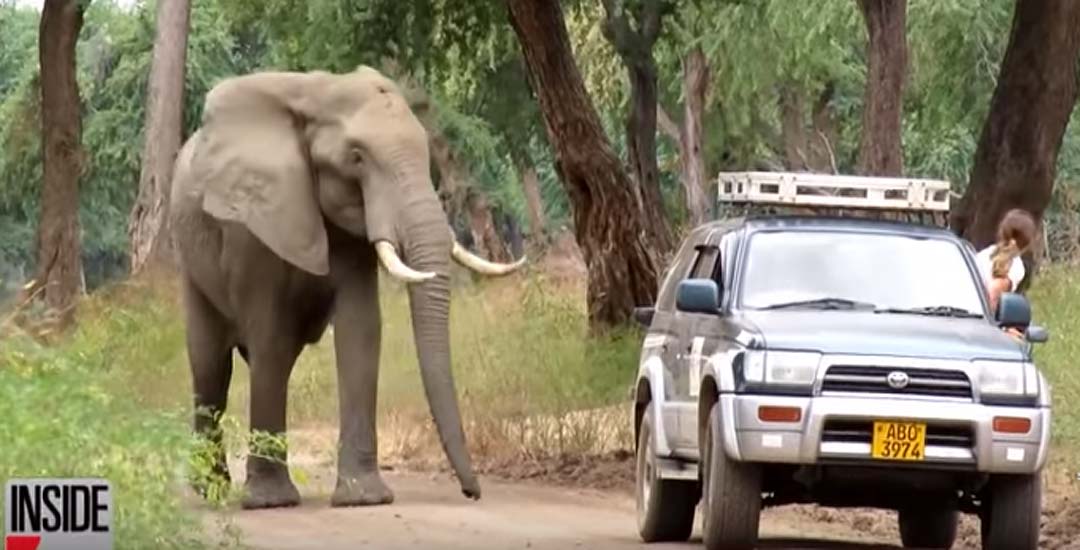 Elefante con herida de bala en la cabeza, pide ayuda. 6