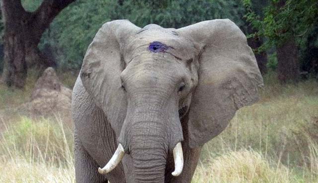 Elefante con herida de bala en la cabeza, pide ayuda. 3