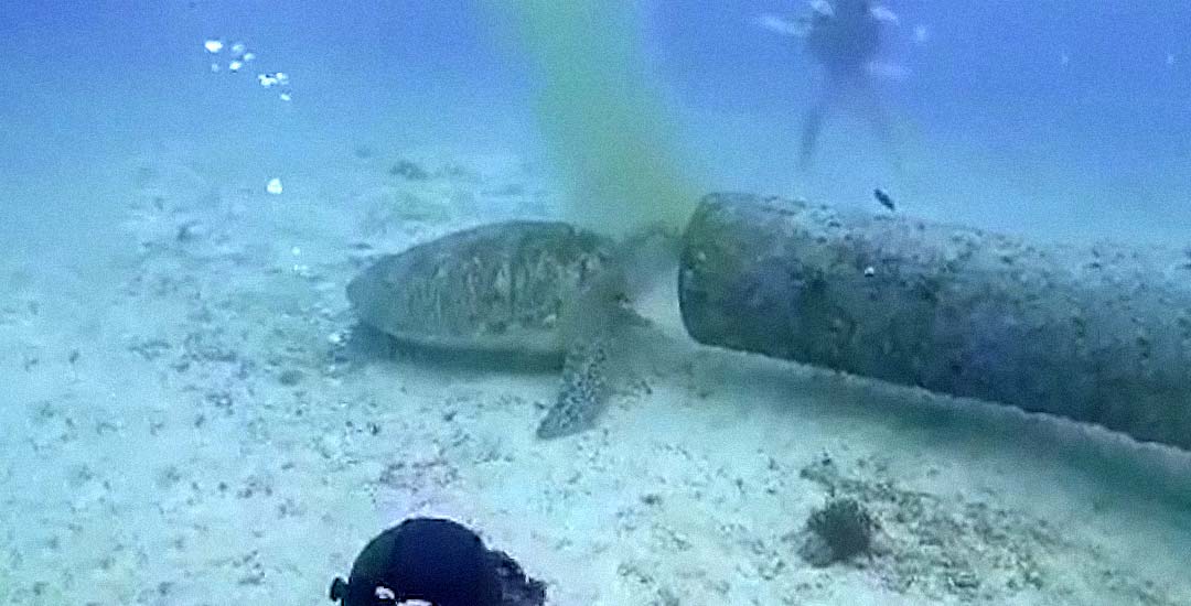 Una tortuga alimentándose de las aguas residuales de una tubería. 3