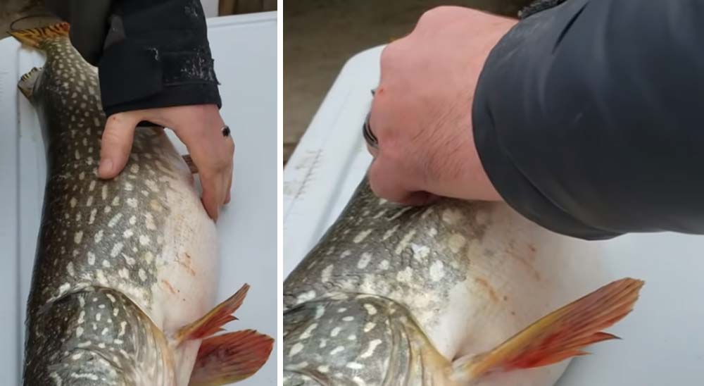 Pescadores encuentran un pez vivo dentro de otro pez 3