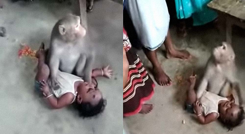 Un mono secuestra a un bebé durante unos angustiosos minutos 2