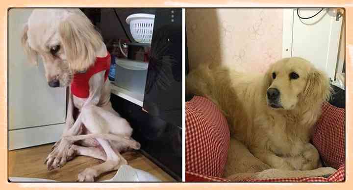 10 Perros abandonados que han encontrado una nueva vida 3