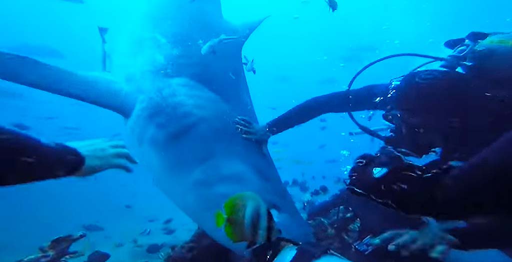 Vídeo de un tiburón tigre que muerde la cabeza de un buceador 21