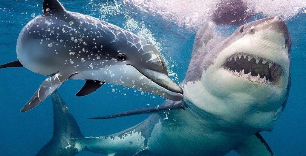 Descubre la razón por la que los tiburones temen a los delfines 25
