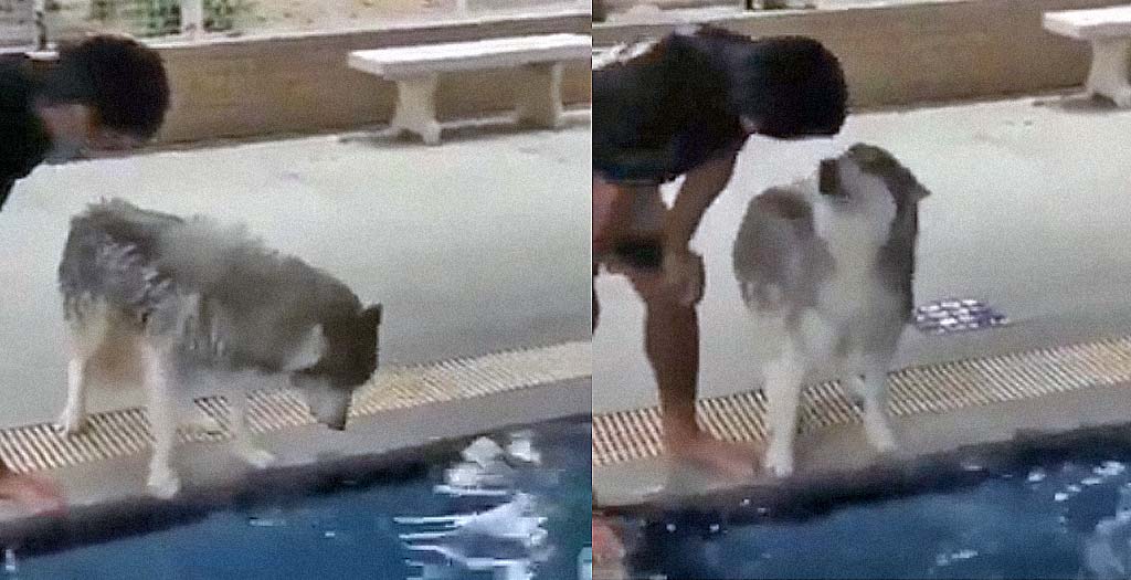 Perro se enfrenta a su miedo al agua entre lloriqueos 18