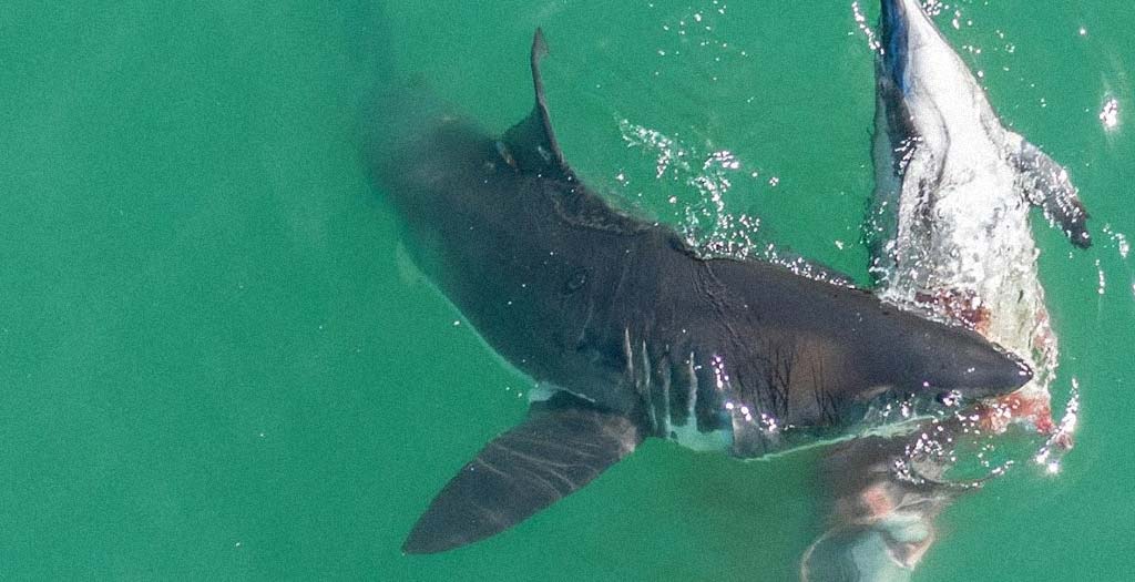 Tiburones blancos devoran a un delfín muerto 19