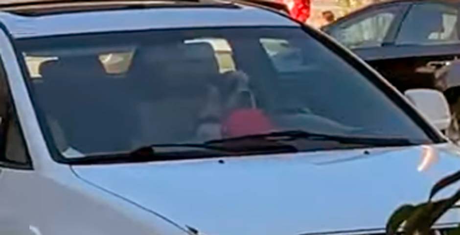 ¿Eso es un perro al volante de un coche? 1
